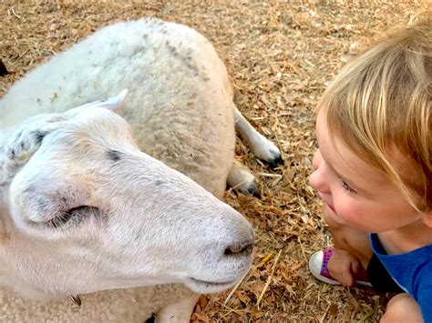 Maybe you would like to learn more about one of these? Top Kid-Friendly Petting Zoos Near Me