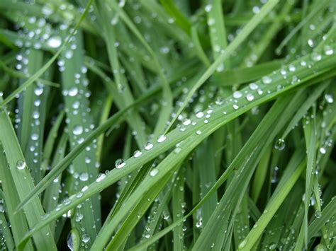Free Images Nature Ground Lawn Meadow Rain Leaf Flower