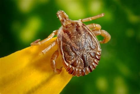 How To Prevent And Treat Flea Ticks And Other Parasite Infestations In