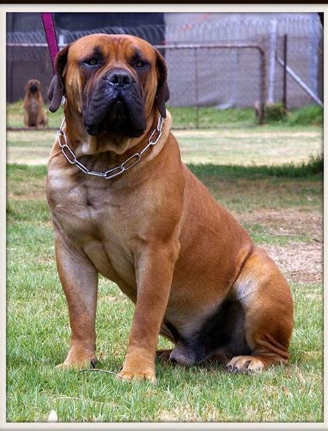 The boerboel aka the south african mastiff is a highly intelligent dog with keen. 17 bästa bilder om Mistiff på Pinterest | Valpar, Cane ...