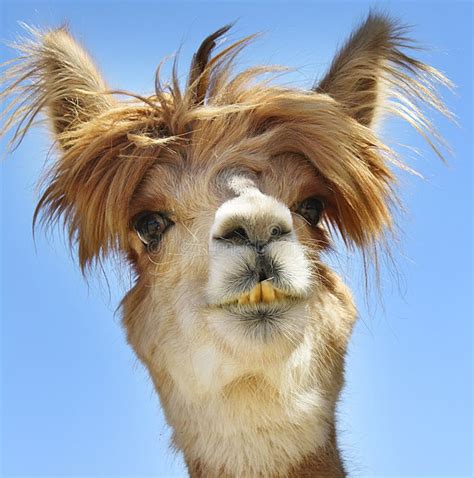 Alpaca With Funny Hair Stock Image Image Of Wild Hair 54343701