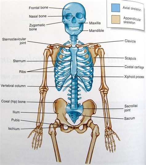 Axial Skeleton Anatomy Organs Anatomy Bones Anatomy And Physiology