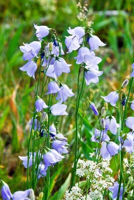A Tangle Of Wildflowers Blue Bell Flowers Campanula Etsy Blue Bell