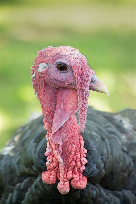 head shot of a black turkey meleagris genus stock image image of domestic gobble 37178909