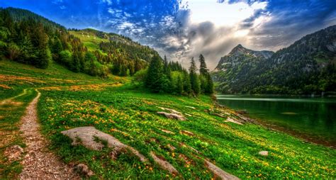 Nature Landscape Lake Mountain Forest Wildflowers Spring Pine Trees