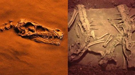 Fossilized Dinosaur Bones Science Image Pbs Learningmedia