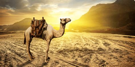 150 Cute And Funny Names For Camels 2023