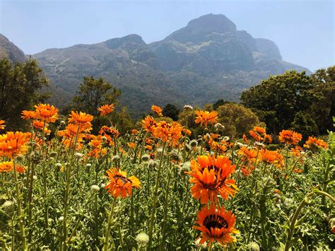 Cape Flower Route South Africa The Complete Guide