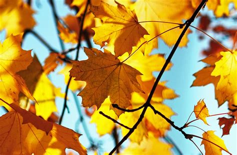 How Climate Change Affects Fall Foliage Brightly