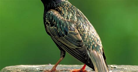 Maybe you would like to learn more about one of these? #FeedtheBirds 1: Fun Facts About European Starlings