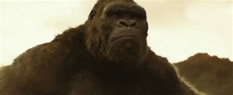 View, download, rate, and comment on 337 godzilla gifs. godzilla vs king kong on Tumblr