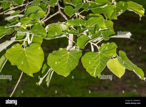 Leaves Of Green Mountain Lindentilia Tomentosa Pni6051 Stock Photo