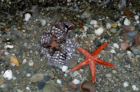 Two Sea Stars One On A Sea Urchin Shell Photographed By Craig Tooley