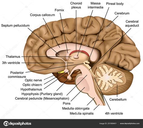 Ilustracion De Diagrama De Anatomia Del Cerebro Seccionado En Images