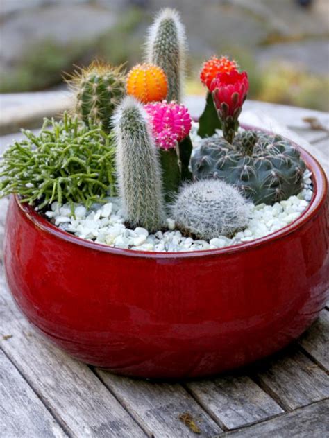 Wearing gloves, add the cacti to the dish. DIY Cactus Dish Garden | HGTV