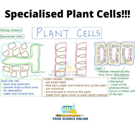 Plant Cells Root Hair Cells Xylem Vessels Palisade Mesophyll Cells Your Science Online