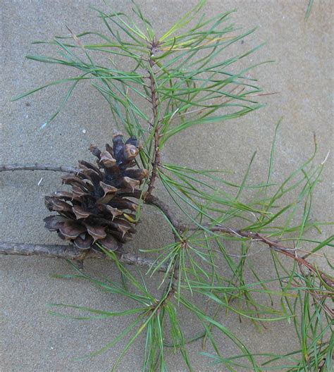 Check spelling or type a new query. Using Georgia Native Plants: Native Evergreen Conifers in ...