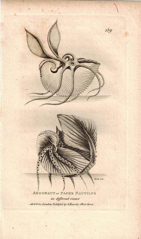 Argonaut Or Paper Nautilus 1809 Original Engraving Print By Shaw