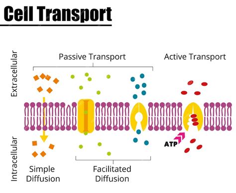 Transporte Celular Pasivo Vs Activo Ilustración Vectorial Ilustración