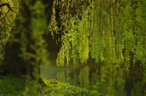 willow tree meaning meaninghippo