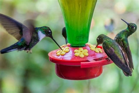 Bring the water to a boil. Pin by AnneAlba on Mishmash | Homemade hummingbird food ...