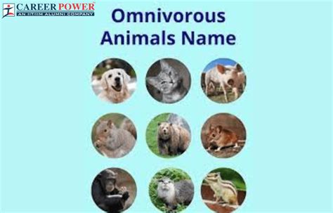 Omnivore Animals Names List And Examples