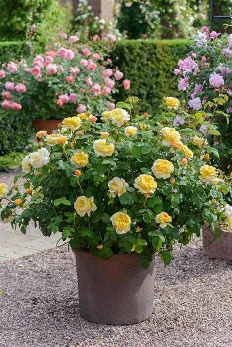 Rose Care Advice And Inspiration Rose Garden Design Plants Rose Trees
