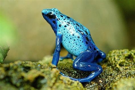 If so, click here to update your gender / orientation selections. Are Frogs Pansexual? - Reptiles & Amphibians
