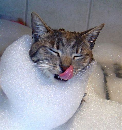 10 Photos Of Cats Bathing Moments The Good And The Hard Cats In Care