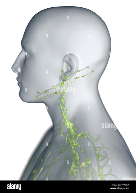 3d Rendered Medically Accurate Illustration Of The Lymphatic System Of