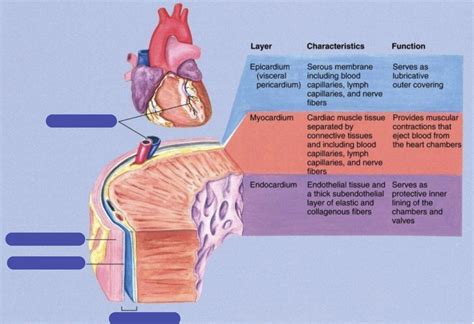 Layers Of The Heart Wall Diagram Quizlet