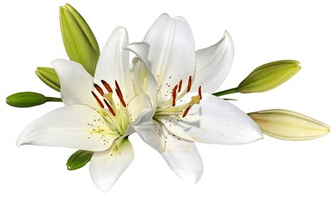 White Lily Png