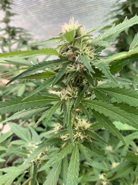 First time outdoor greenhouse grow | Grasscity Forums - The #1 ...