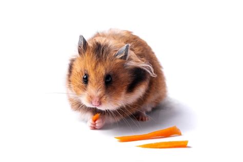 Premium Photo Red Syrian Hamster On A White Background
