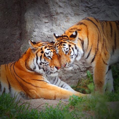 The Tiger S Love Stock Image Image Of Natural Friendship 35981073