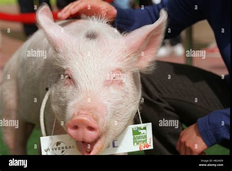 Babe The Pig Animal Walk Of Fame Universal Studios La Usa 20 March 2001