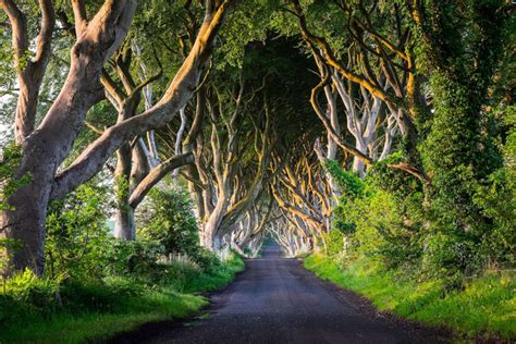 The Dark Hedges Is A Branch Of The Bregagh Great Road Near The Village