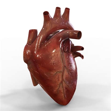 Human Heart On Human Heart Human Heart Anatomy Heart
