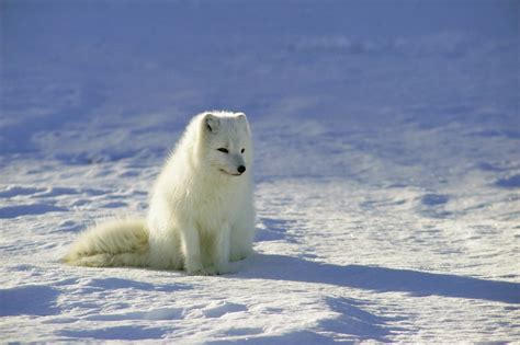 Arctic Fox Free Stock Photo Public Domain Pictures