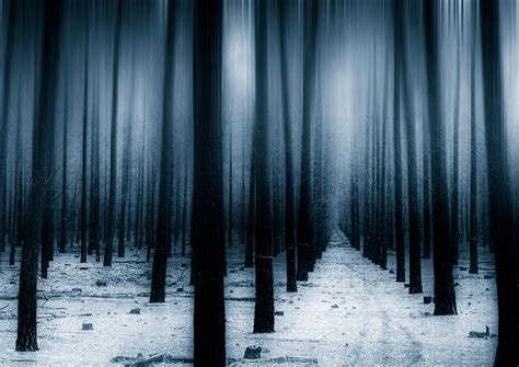 1920x1200 Dark Forest Woods Snow Winter 8k 1080p Resolution Hd 4k