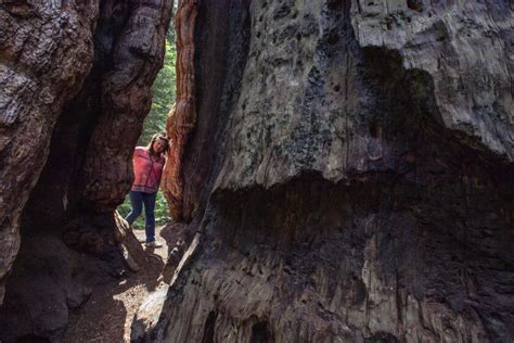 Conservation Group Buys Alder Creek Giant Sequoia Grove Los Angeles Times