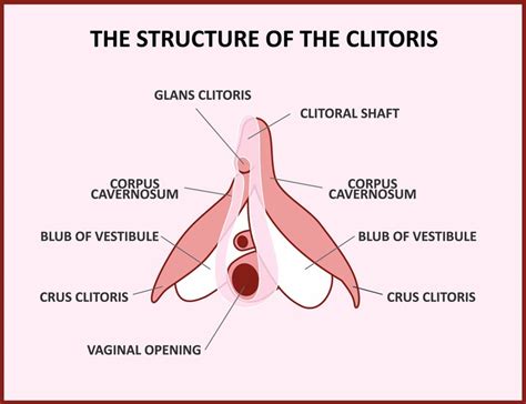 Curiosities About The Clitoris How To Stimulate The Female Pleasure Center The Limited Times