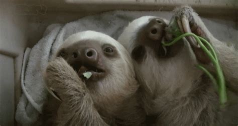 Sloth  Find And Share On Giphy