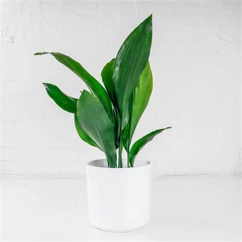 Cast Iron Plant Buy Indoor Plants Delivered To Your Home Uk
