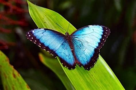 One interesting butterfly is the blue morpho (m. Make a Tropical Blue Morpho Butterfly Craft