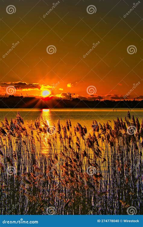 A Sunset With The Sun In The Background And Tall Reeds On The Ground