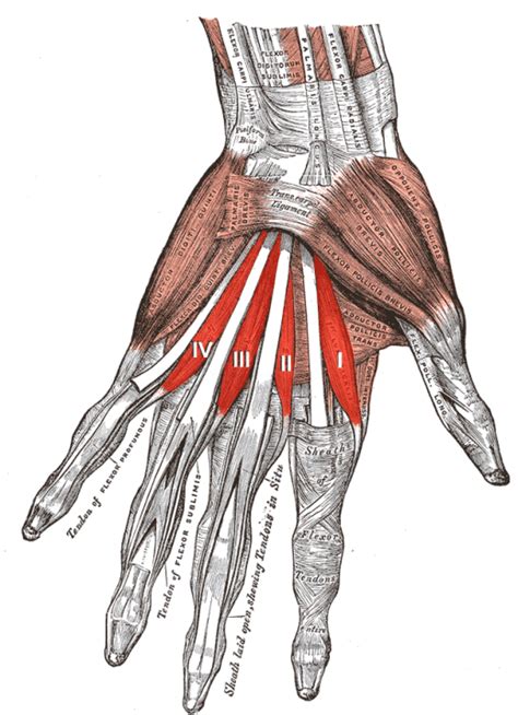Muscles Of Hand And Wrist Bone And Spine