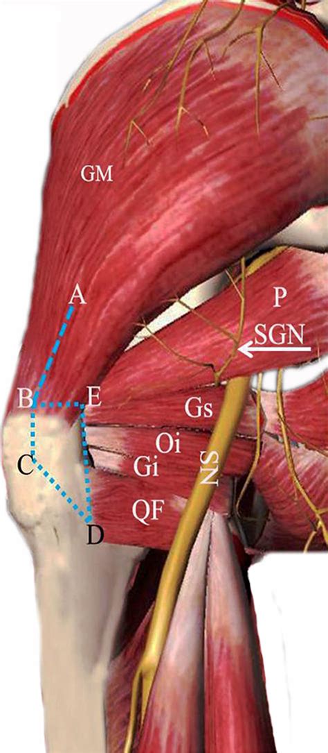 A Schematic Diagram Of The Posterior View Of The Left Hip Shows The