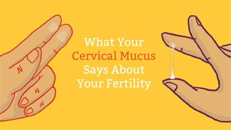 Also, yesterday i had some dry yellow discharge on my underwear (i think yellow means it's an infection like yeast or vaginitis). Cervical Mucus Chart: Know When You're Fertile | Cervical ...