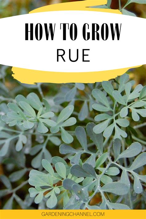 How To Grow Rue Gardening Channel Medicinal Herbs Magic Herbs